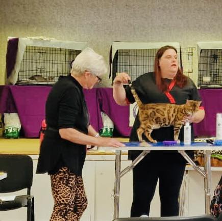 Bengal Cat Association Seminar 2022
